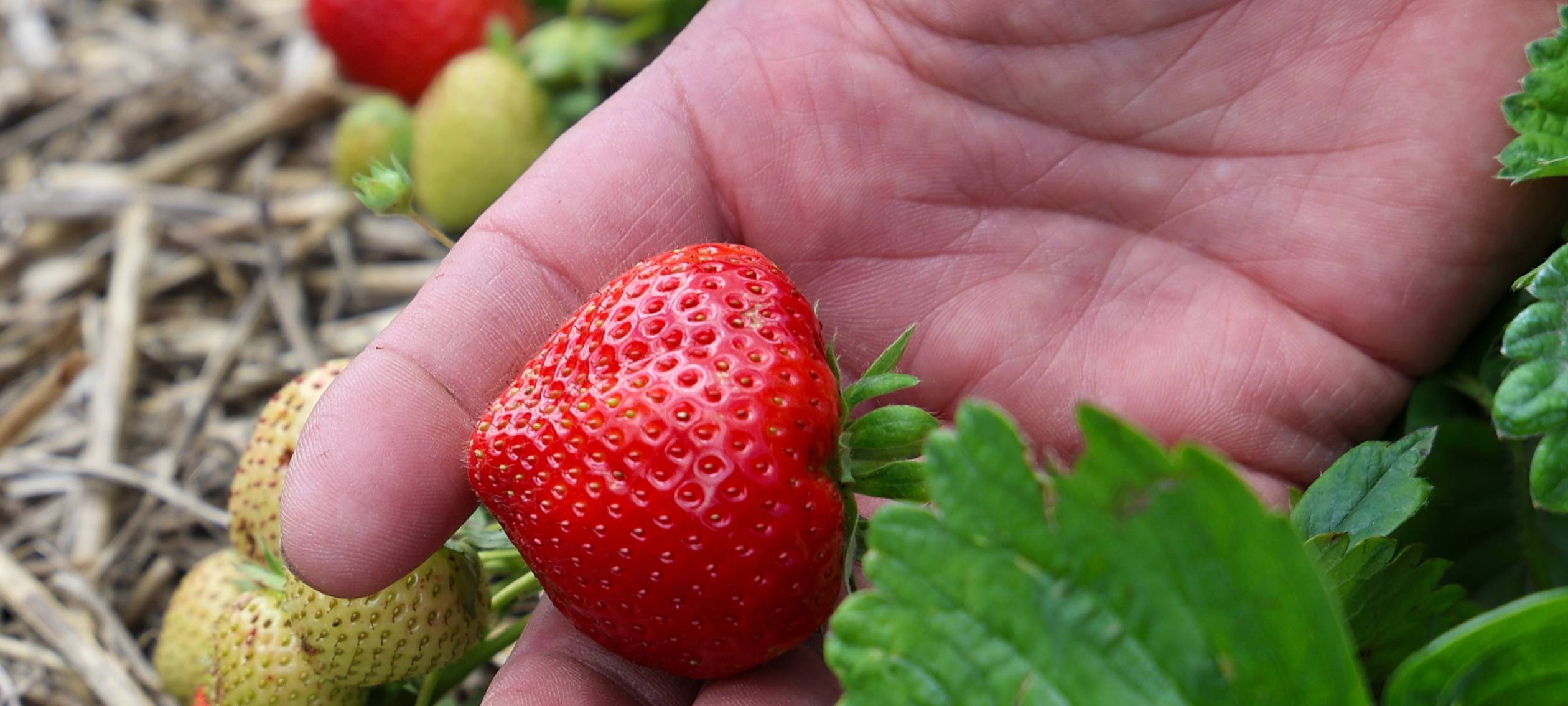 Erdbeerfelder gibt es nur im Wuppertaler Norden