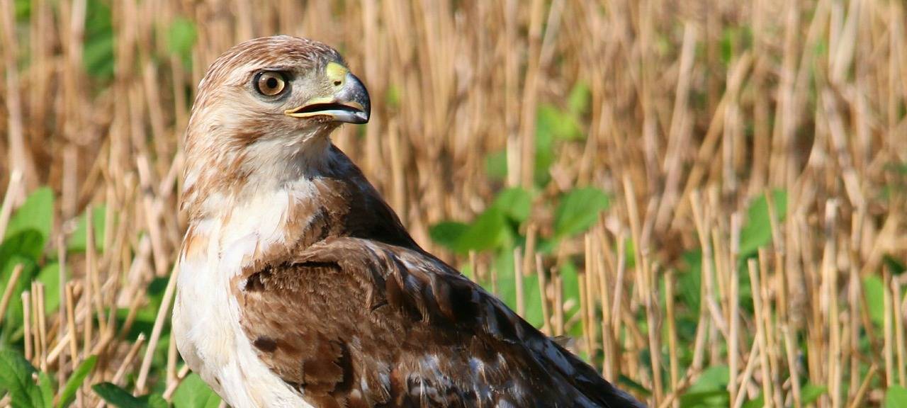 Großer Greifvogel gesucht