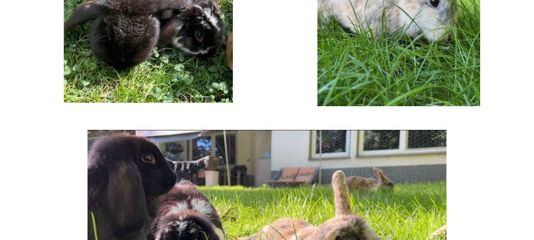 Drei Kaninchen vermisst