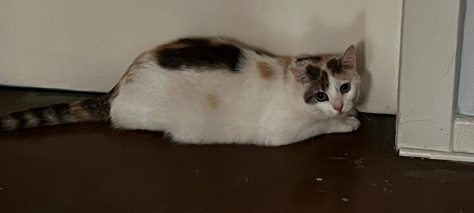 Zugelaufene Katze in der Unterstraße