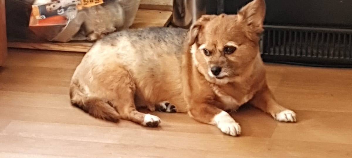 Hund Luna gestohlen!