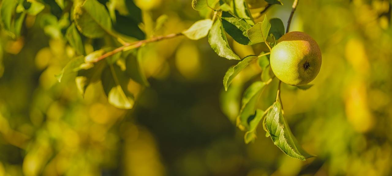 Multikulturelle Obstbaumpflege
