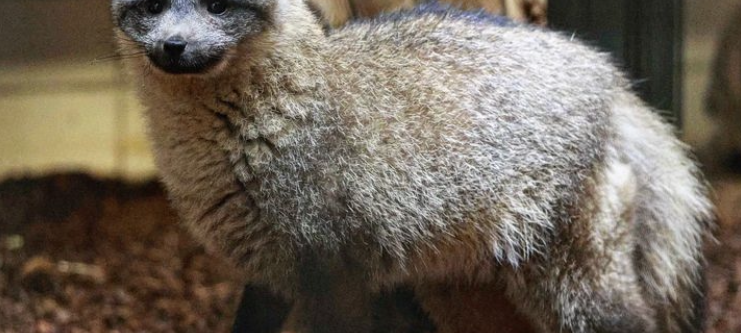 Zoo hat jetzt auch Löffelhunde