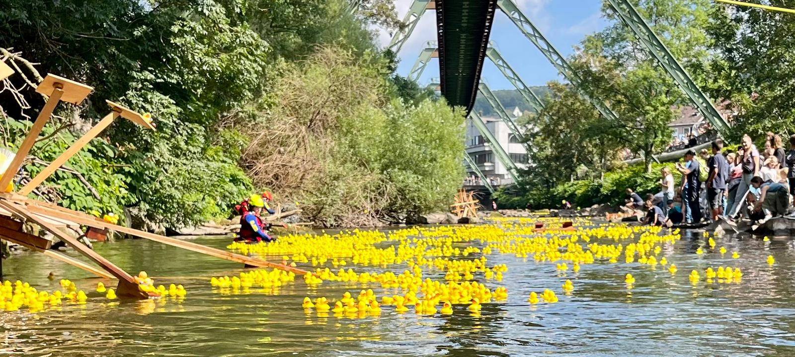 Entenrennen auf der Wupper