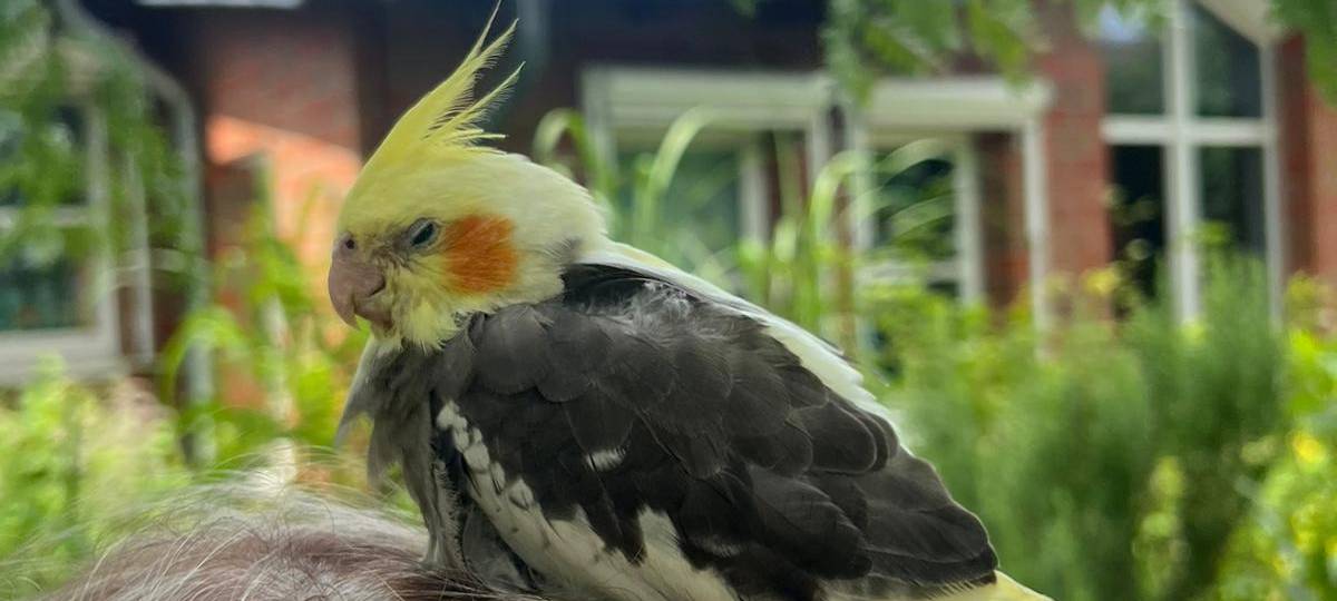 Nymphensittich zugeflogen