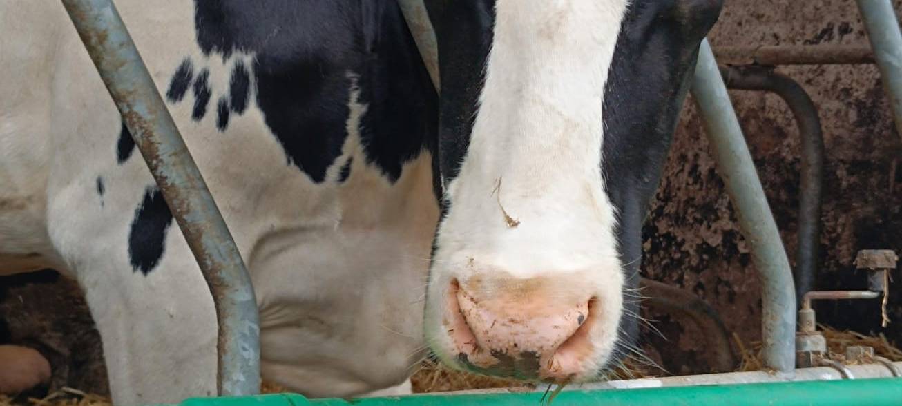 Eure Radio-Wuppertal-Urlaubs-Enten