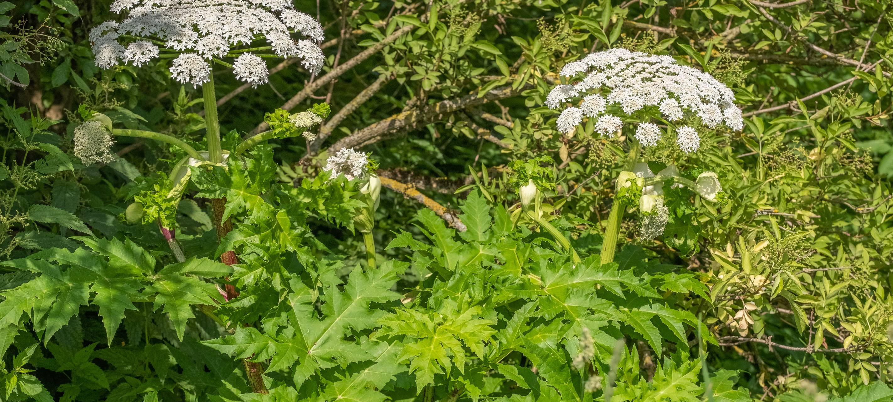 Viele stören sich am Bärenklau