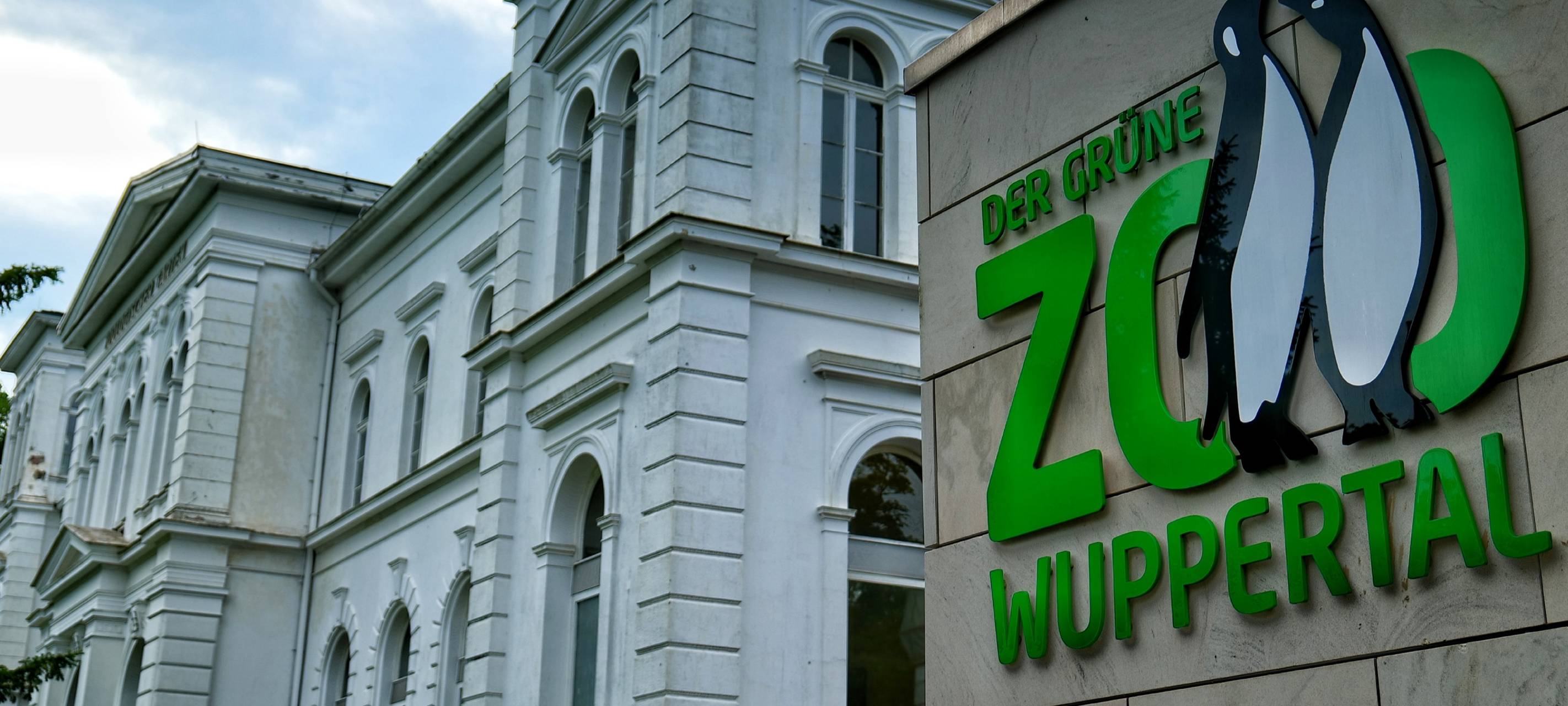 Totes Drill-Männchen im Wuppertaler Zoo