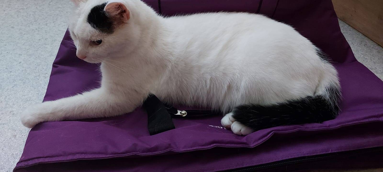 Kater Carlos verschwunden