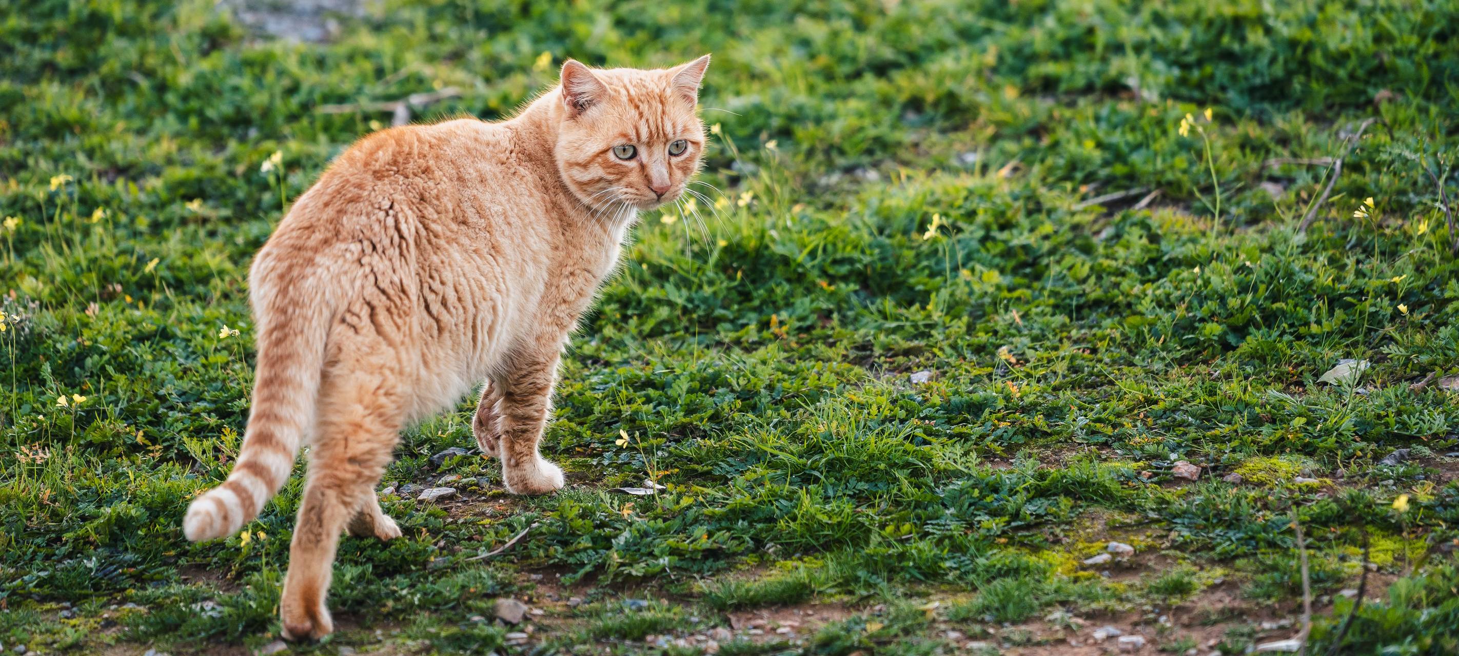 Taltatzen e.V. kümmert sich um Straßenkatzen