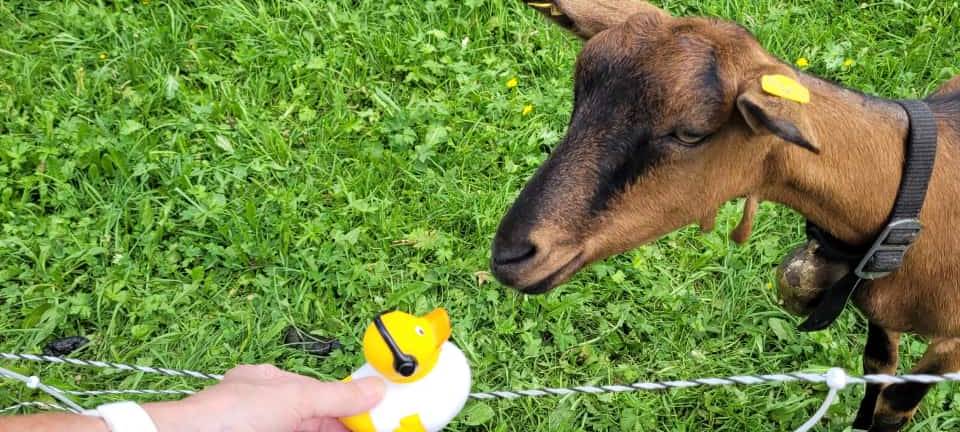 Eure Radio-Wuppertal-Urlaubs-Enten