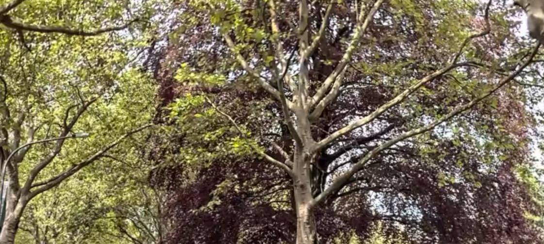 Blutbuche auf Friedhof muss weg