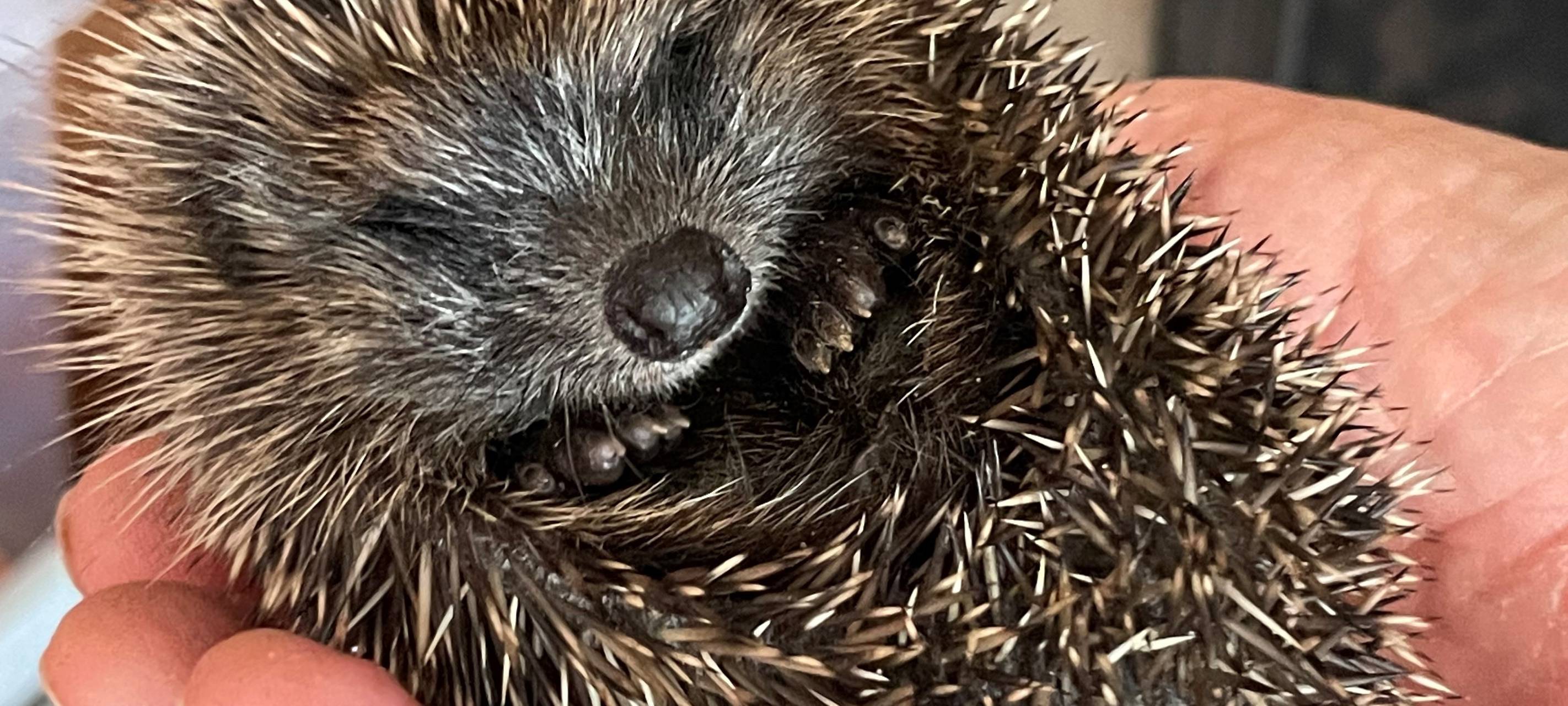 Elberfelder Netzwerk Igel in ganz NRW aktiv