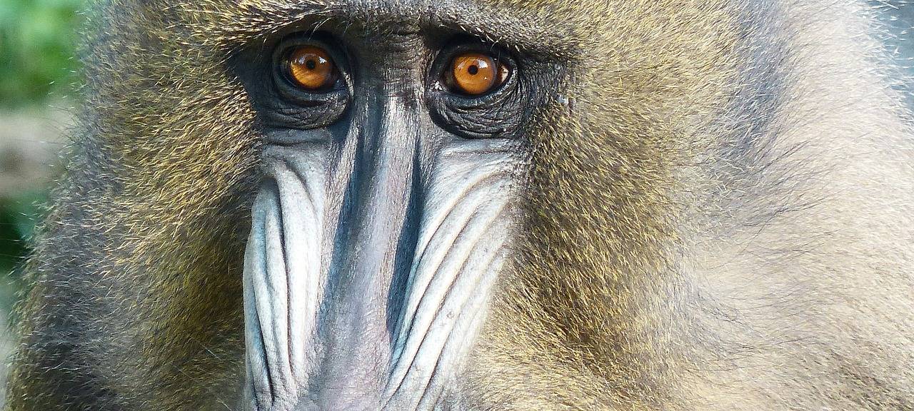 Zoo freut sich über Drill-Geburt