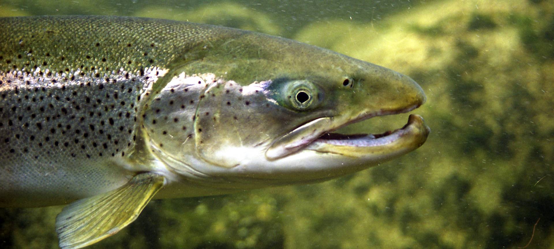 Viele Fische in der Wupper
