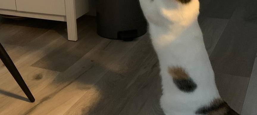 Katze Jala entlaufen
