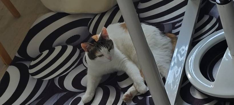 Katze Jala entlaufen