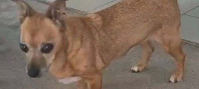 Chihuahua-Mix entlaufen
