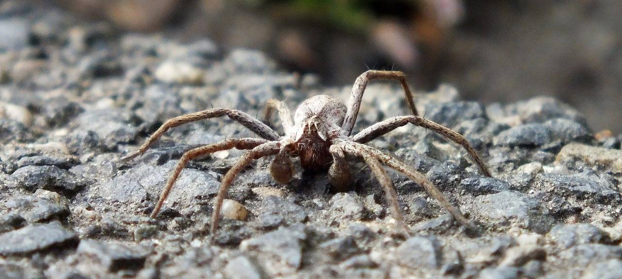 Nosferatu-Spinne bei uns heimisch