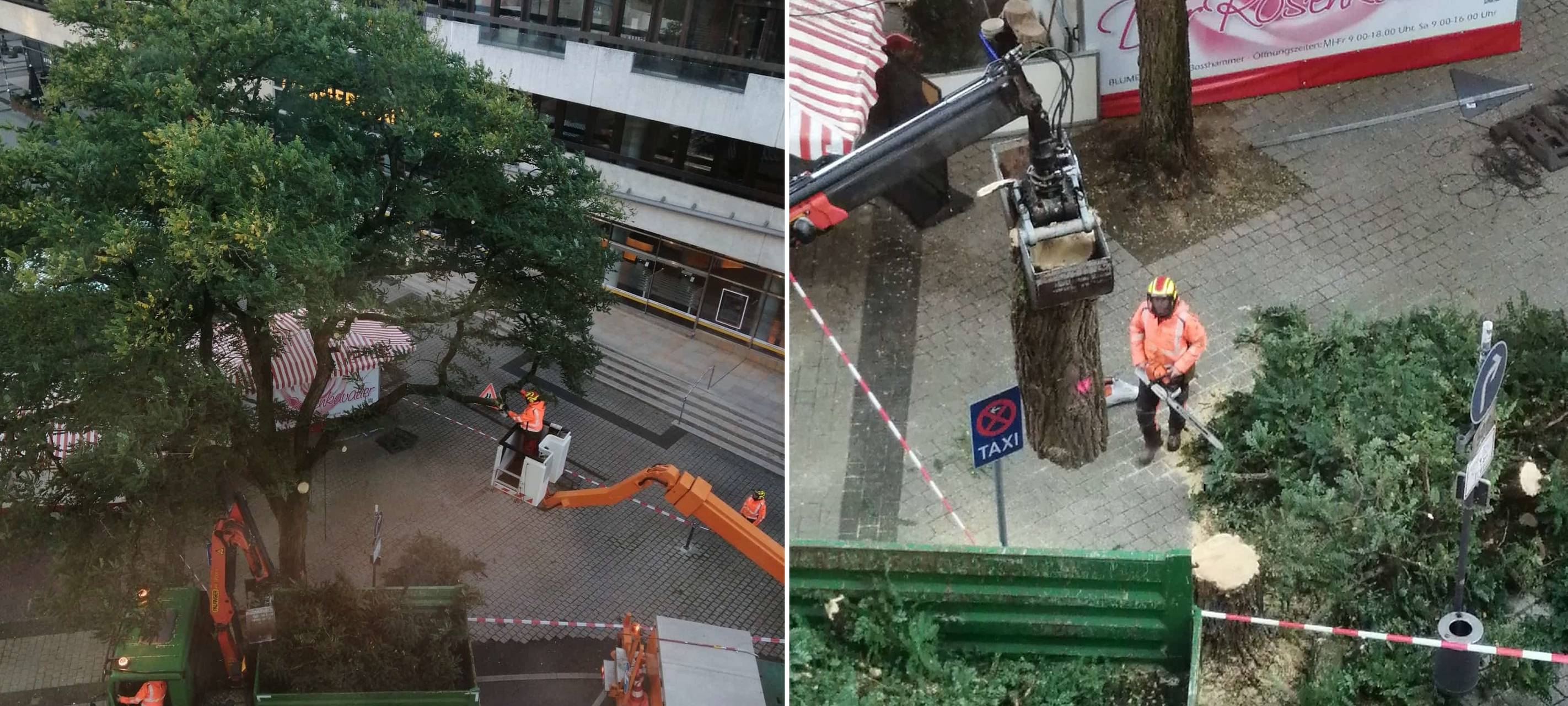 Baum am Neumarkt musste weg