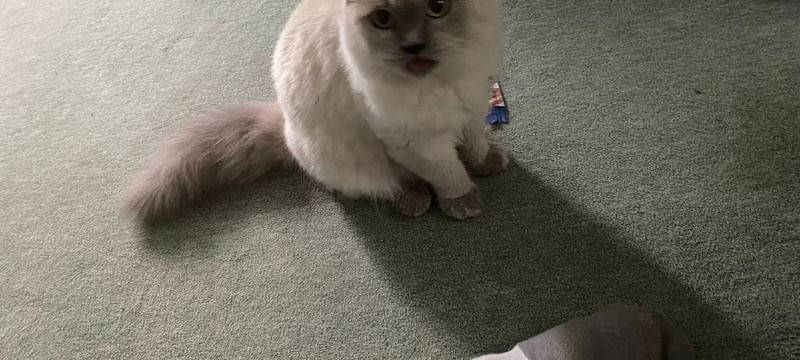 Katze gefunden - wer vermisst sie?