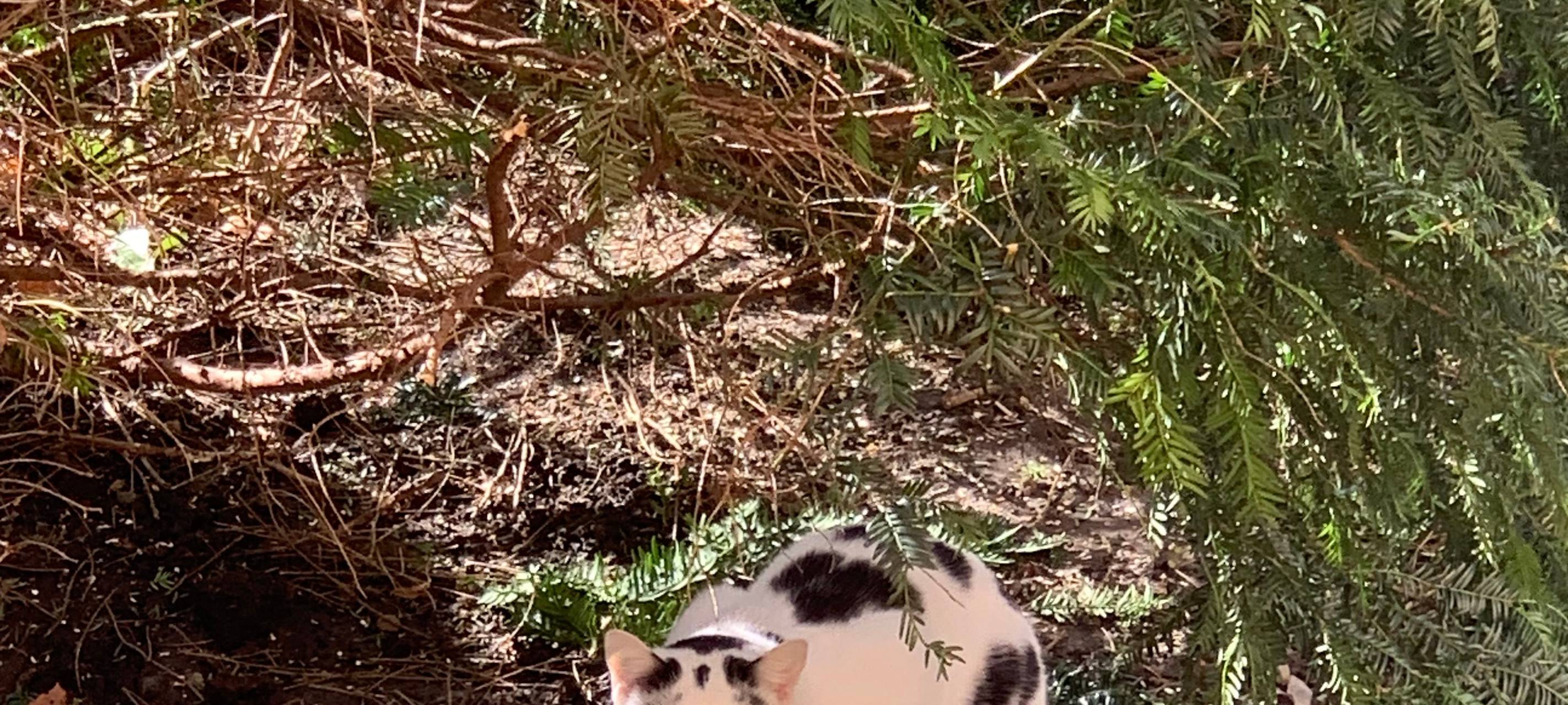 Kater Kim wird am Rott vermisst