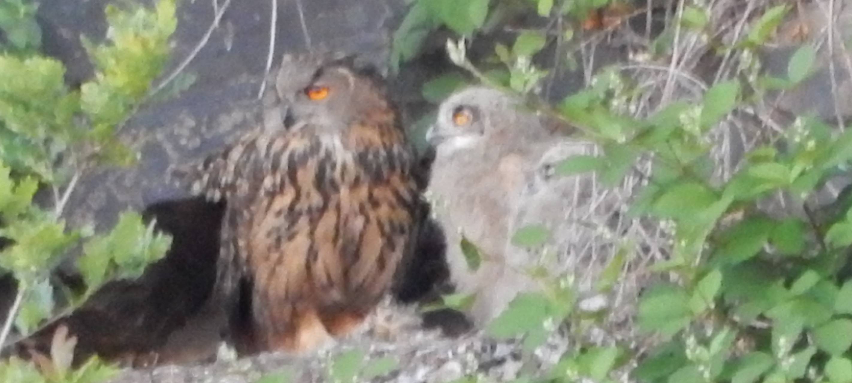 Bauarbeiten rund um ein Uhu-Pärchen
