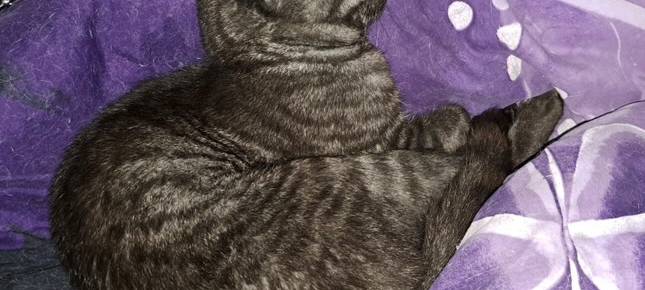Kater vermisst in Langerfeld