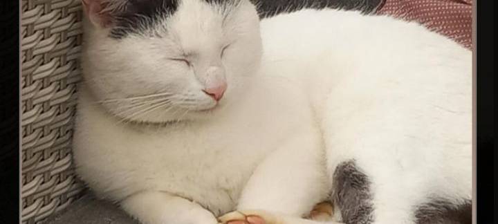 Katze gefunden in Wichlinghausen