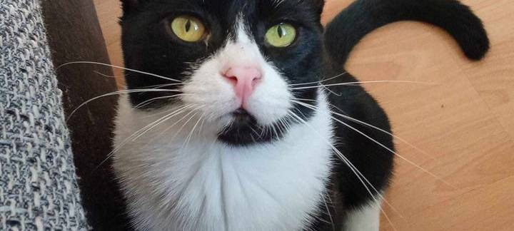 Kater vermisst Oberbarmen-Schwarzbach