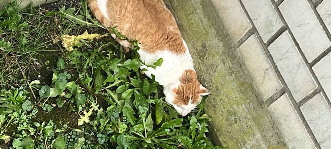 Rot-weiße Katze gefunden in der Germanenstraße