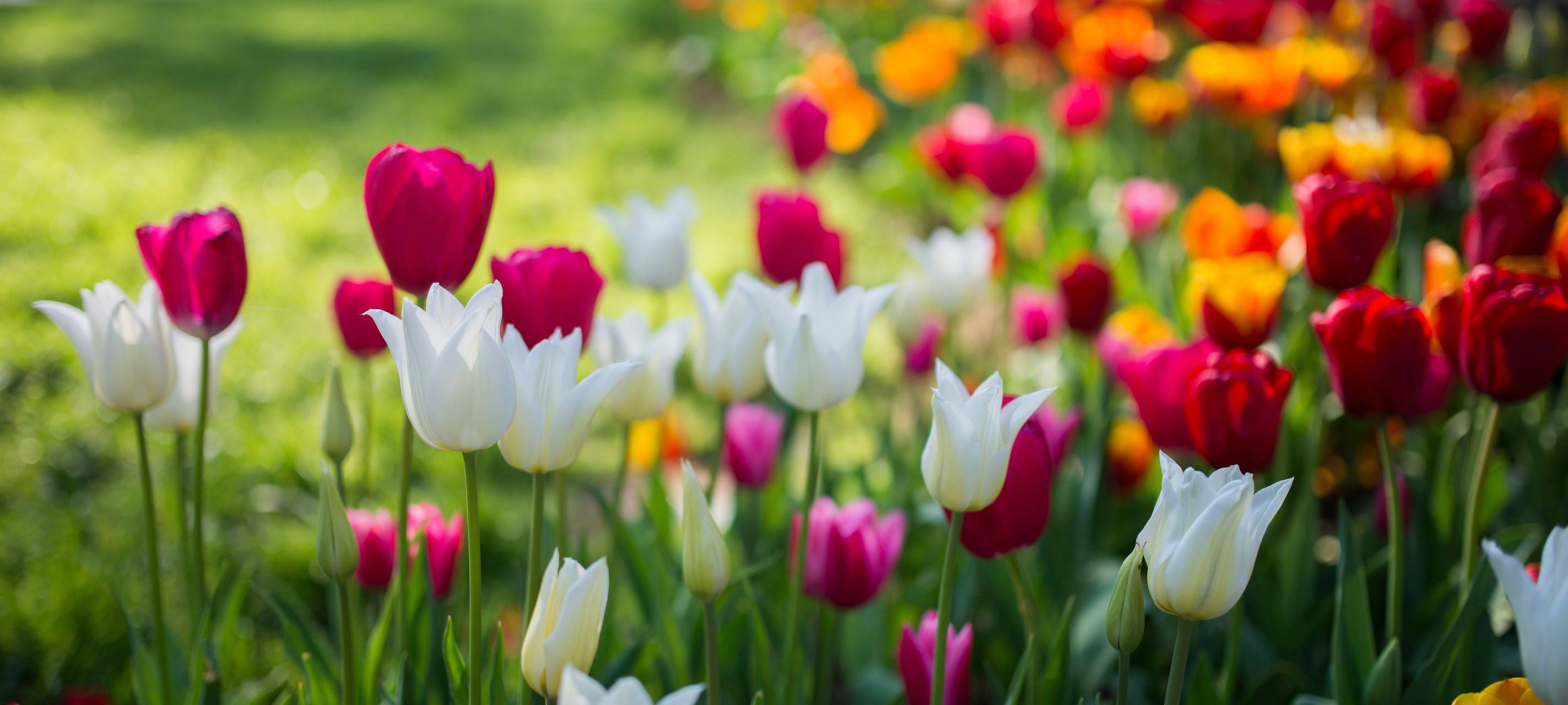 Besonders viele Blumen- und Pflanzengeschäfte