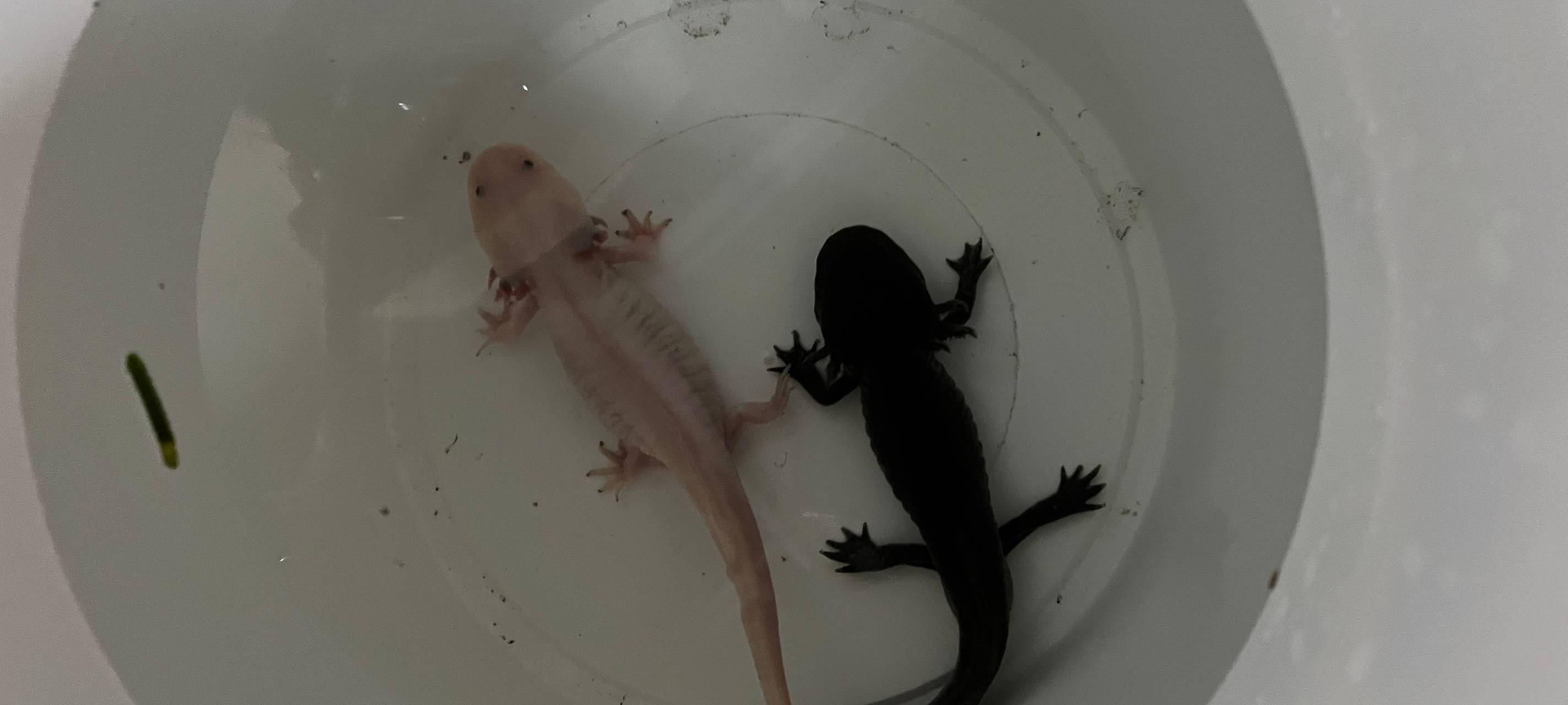 Axolotl im Teich entdeckt