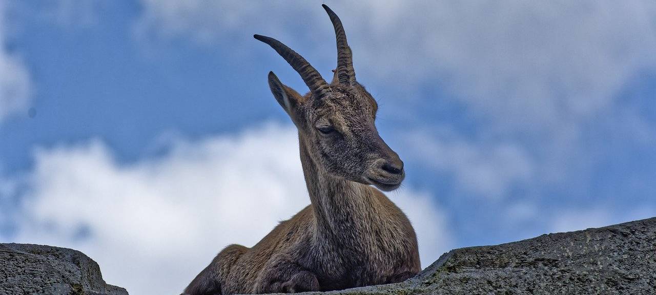 Ein Steinbock liegt auf einem künstlichen Felsen