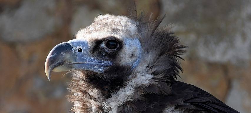 Mönchsgeier nach 44 Jahren im Zoo gestorben