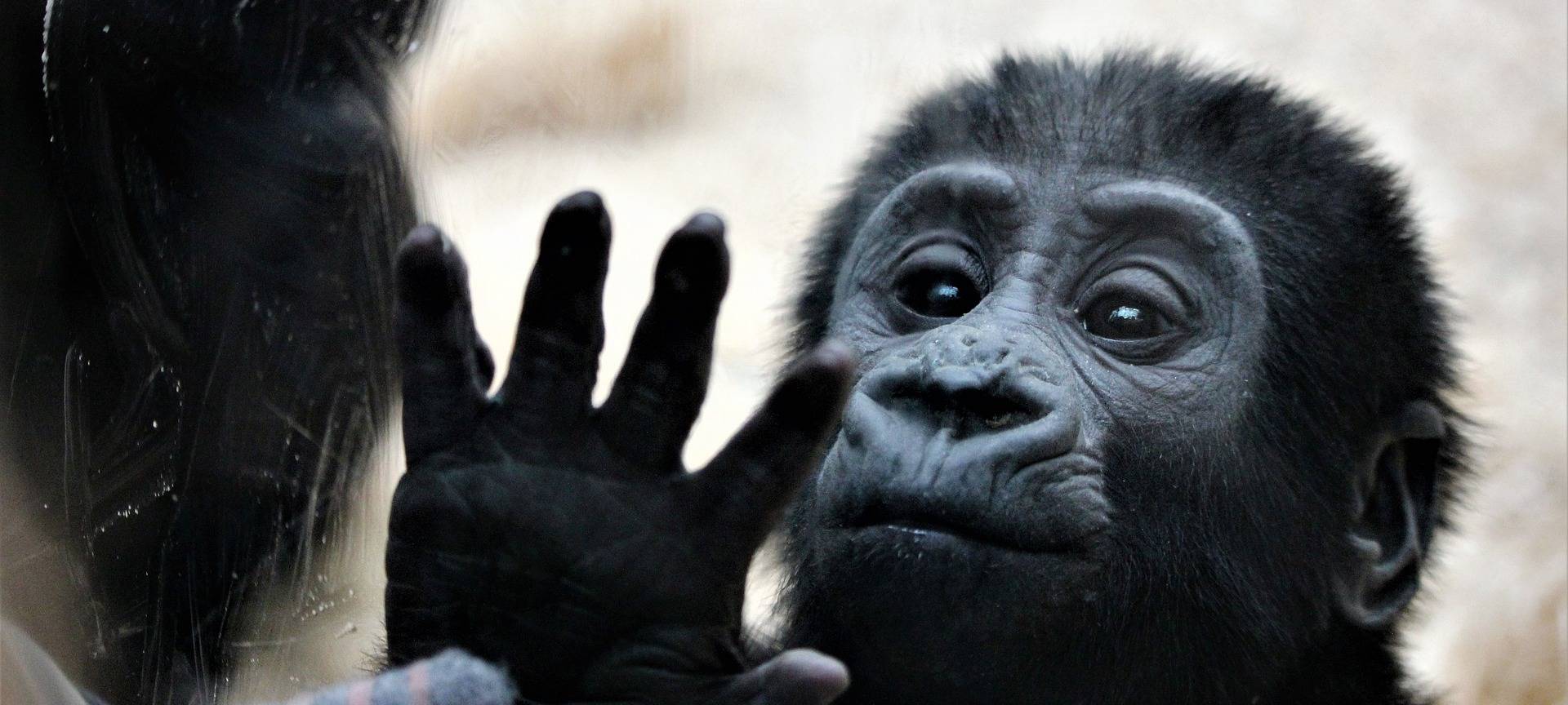 Zoo-Feuer: Wuppertal bietet Krefeld Hilfe an