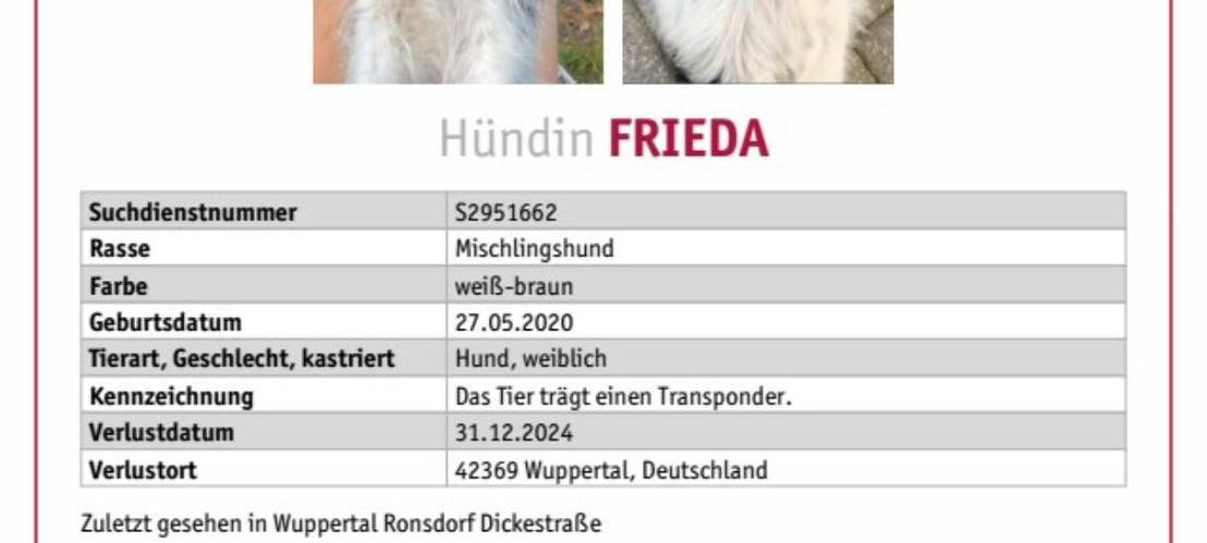 Hündin in Ronsdorf vermisst