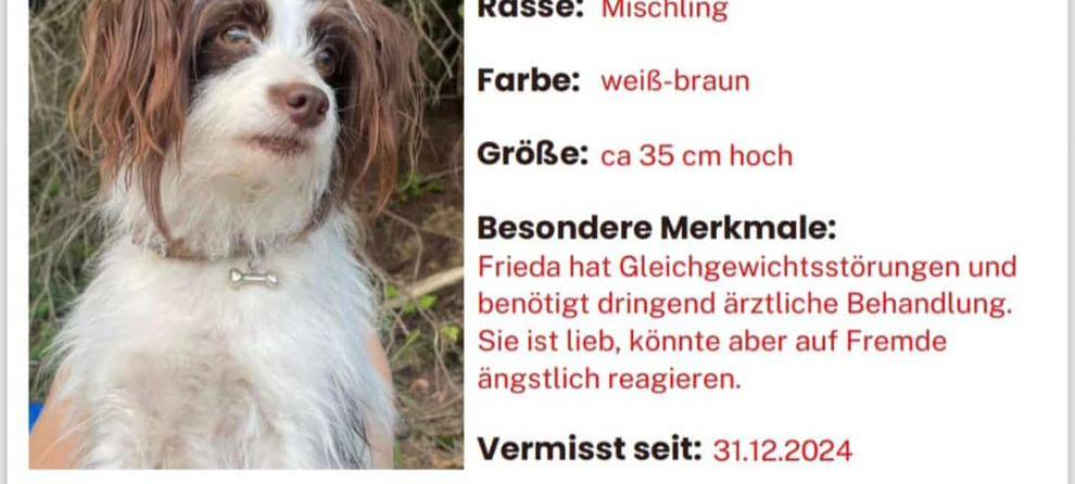 Hündin in Ronsdorf vermisst