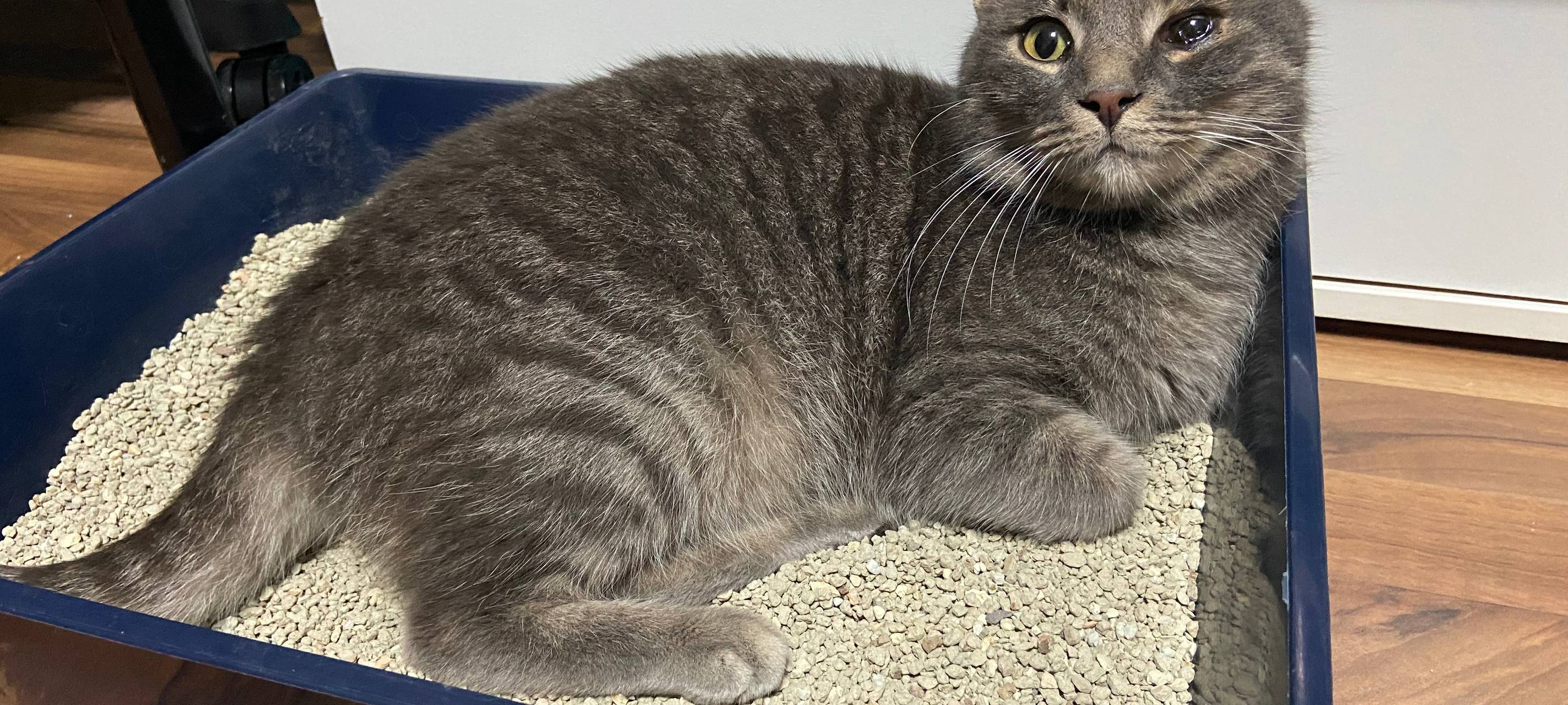 Katze am Katernberg gefunden