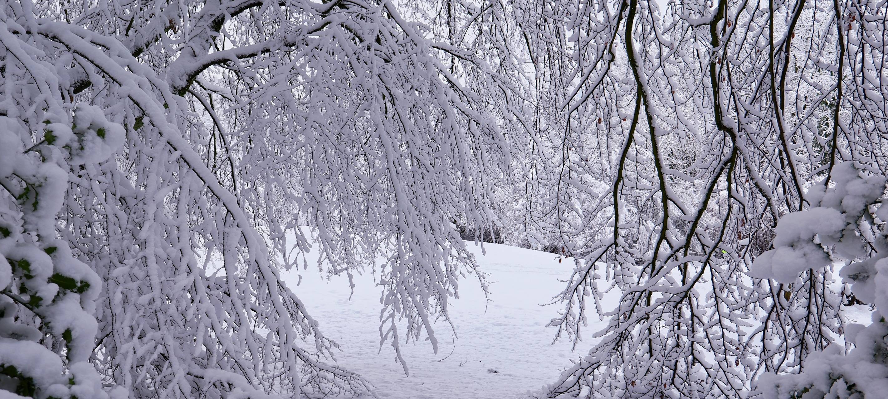 Bäume im Winter, die Äste beugen sich unter der Schneelast