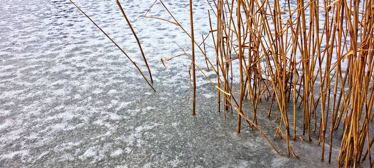 Uferbereich eines zugefrorenen Sees mit braunem Schilf