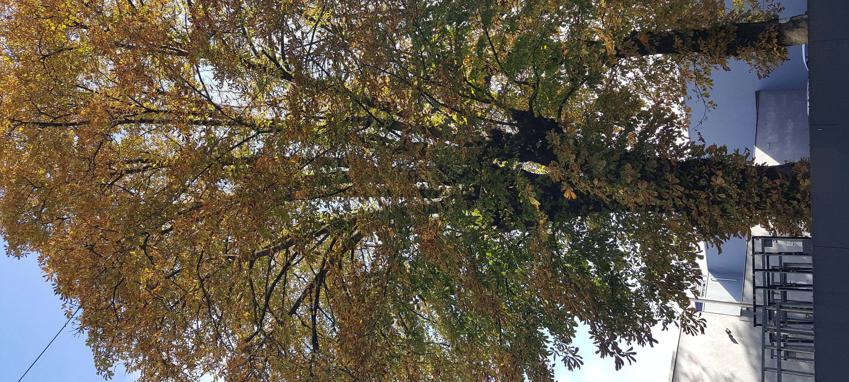 Wie sommerfest sind Wuppertals Bäume?