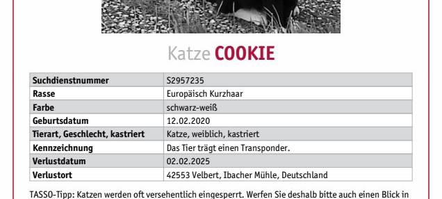 Katze in Velbert entlaufen