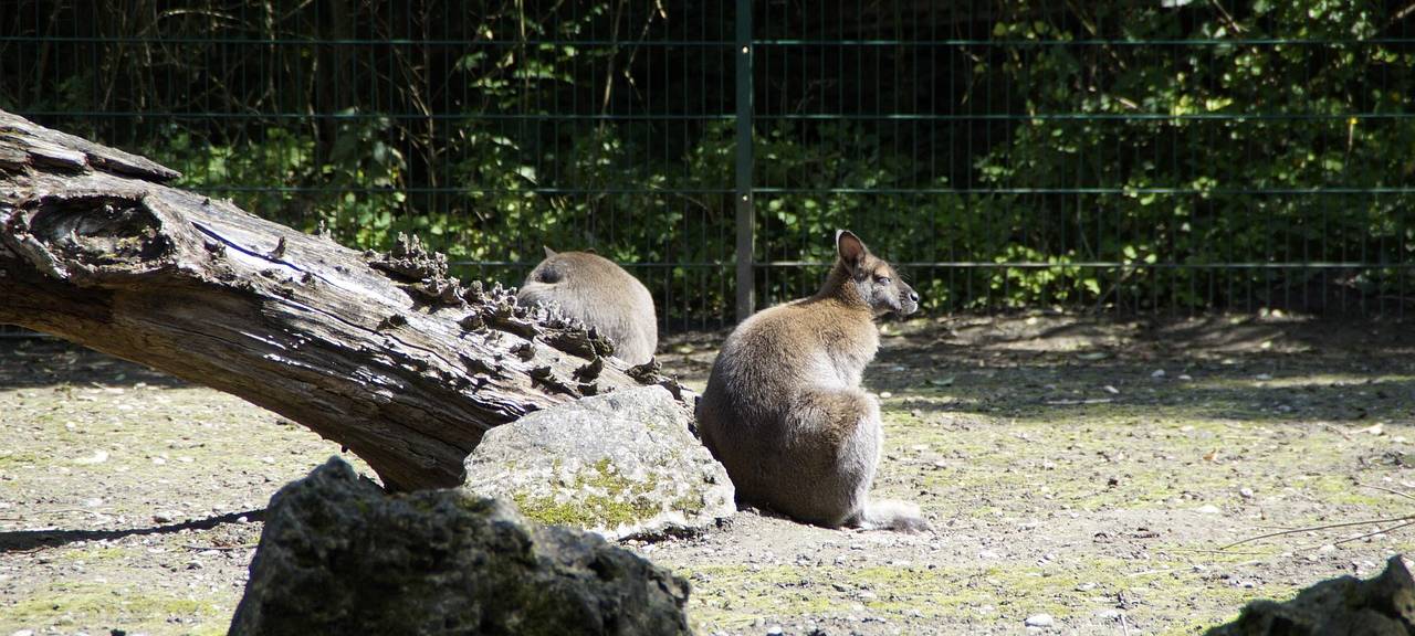 Baby-Känguru im Beutel