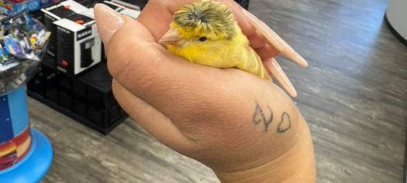 Vogel gefunden