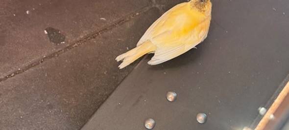 Vogel gefunden