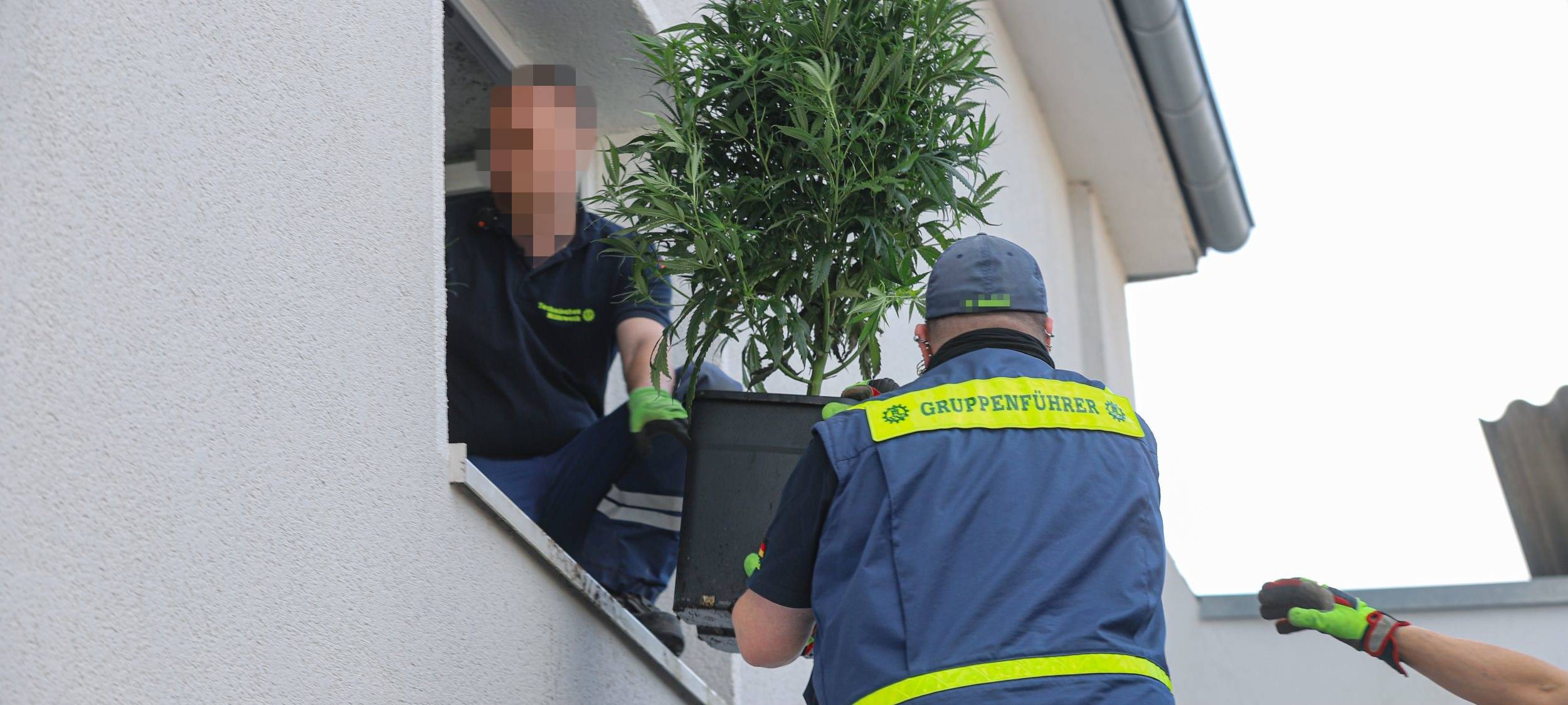 Drogenplantage ausgehoben