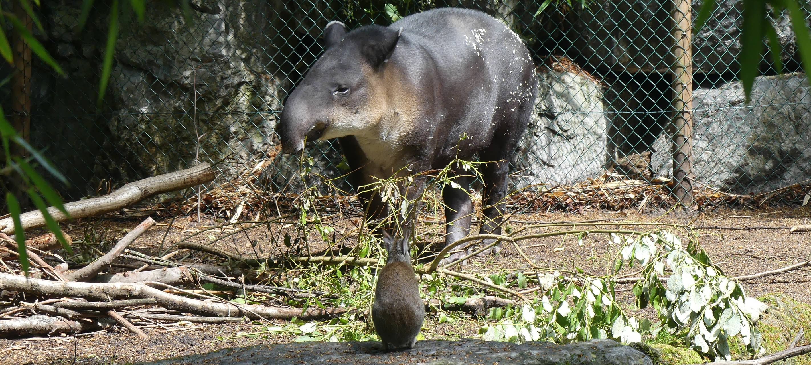 Letzter Tapir im Zoo gestorben
