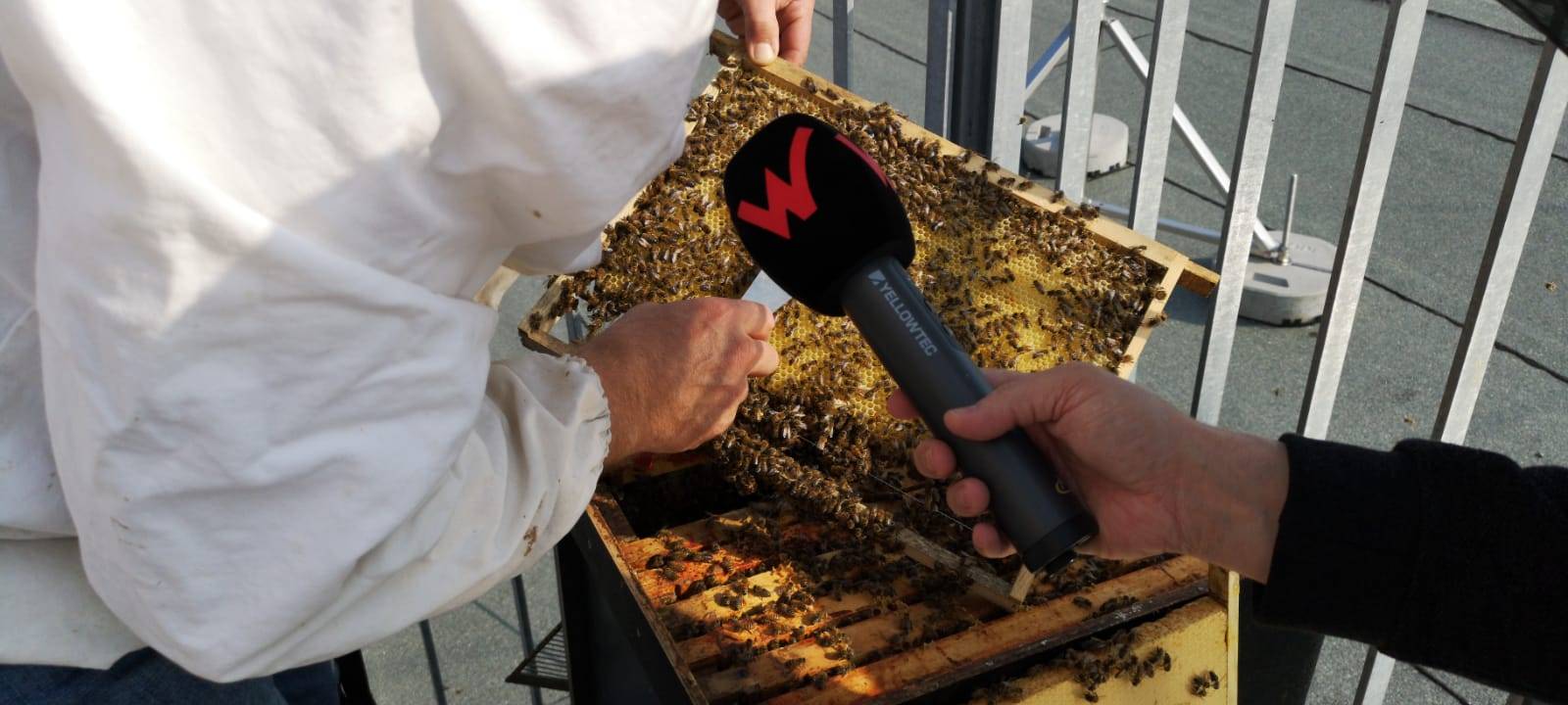 Bienen auf der Dachterrasse