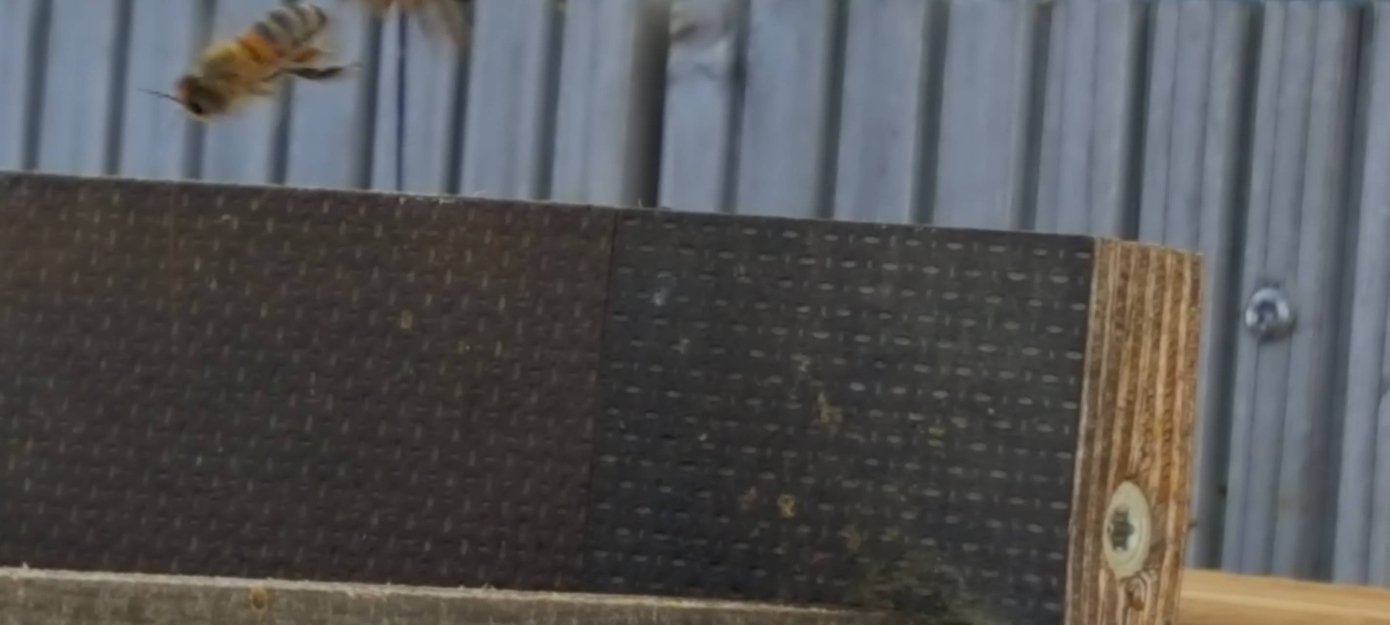 Bienen auf der Dachterrasse